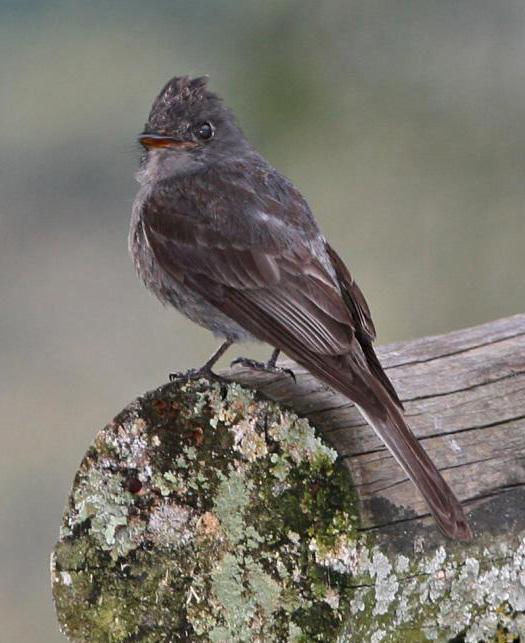 ��ɫ�̰��l��ͼƬ