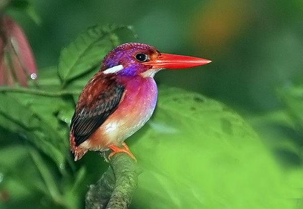 ���ɱ���ֺ�����ͼƬ