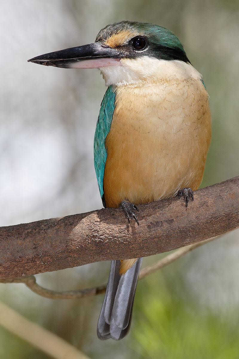 ��ü����ͼƬ