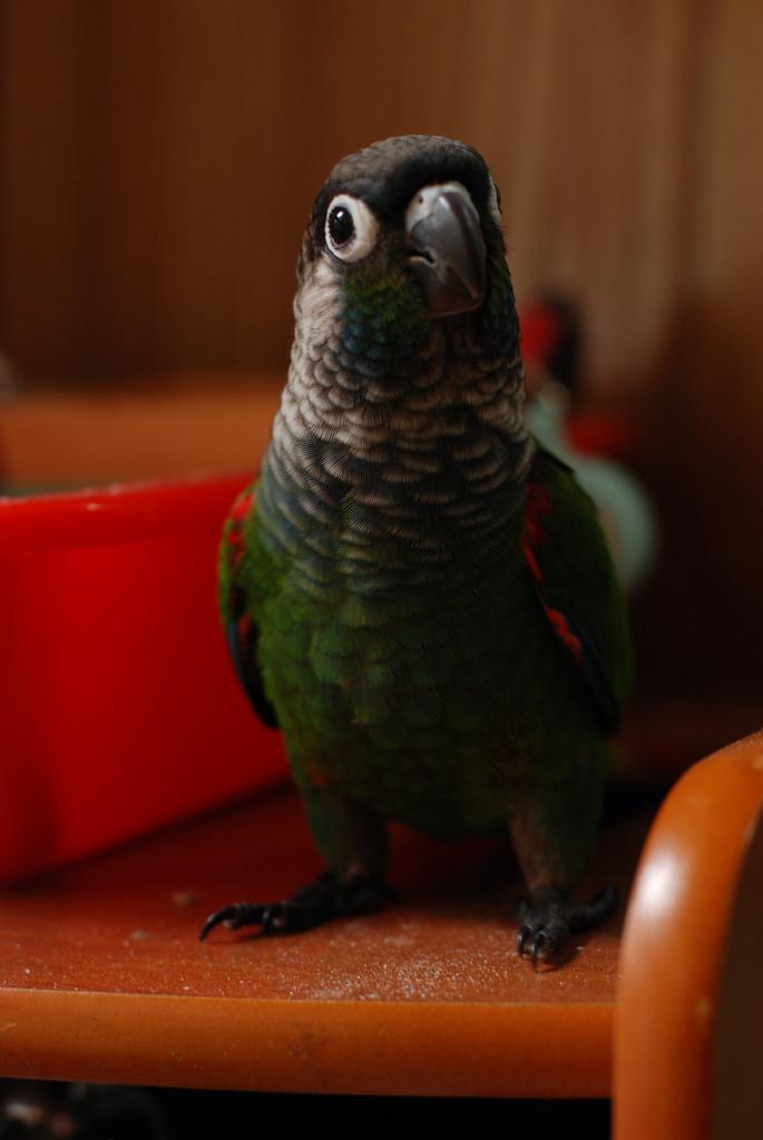 ��ɫ�и��ͼƬ
