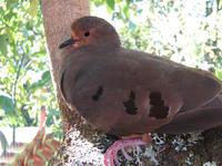 ���ص���ͼƬ