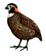 �ڶ����ȵ�ͼƬ