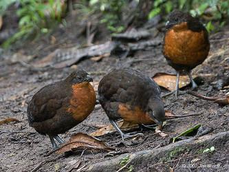 �ض����ȵ�ͼƬ