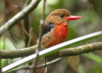 �ֱ������