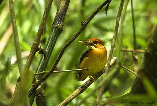 �ر���ֺ����