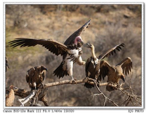 ���ްױ�أ��