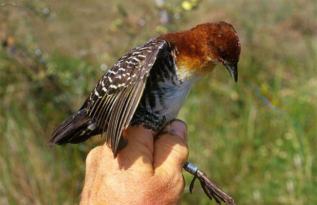 �����Ｆ��ͼƬ