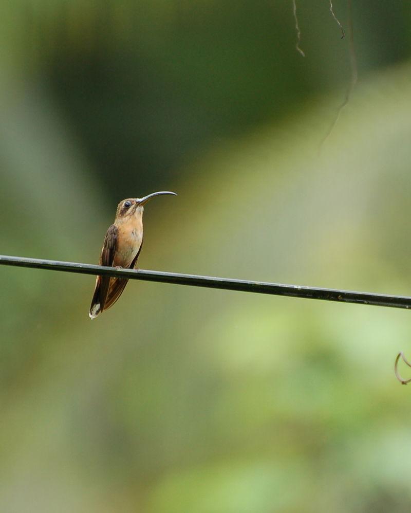 ͭɫ�����ͼƬ