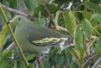 �ɰ�����ͼƬ