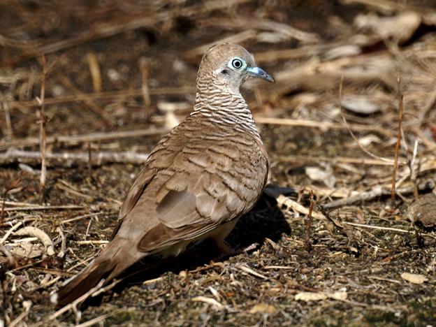 ���ϼ����