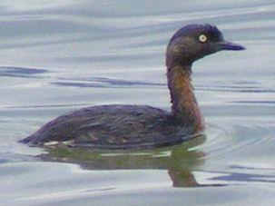 �������G�f��ͼƬ