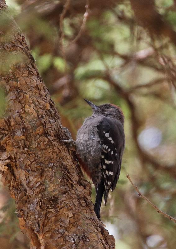 ��������ľ���ͼƬ