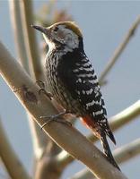 �ֶ���ľ��