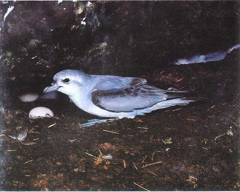 �ɾ��׵�ͼƬ