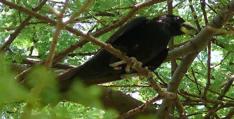 ����ţ�����ͼƬ