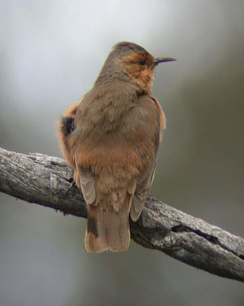 �ض�����ľȸ��ͼƬ