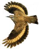 ��ü������ľȸ��ͼƬ