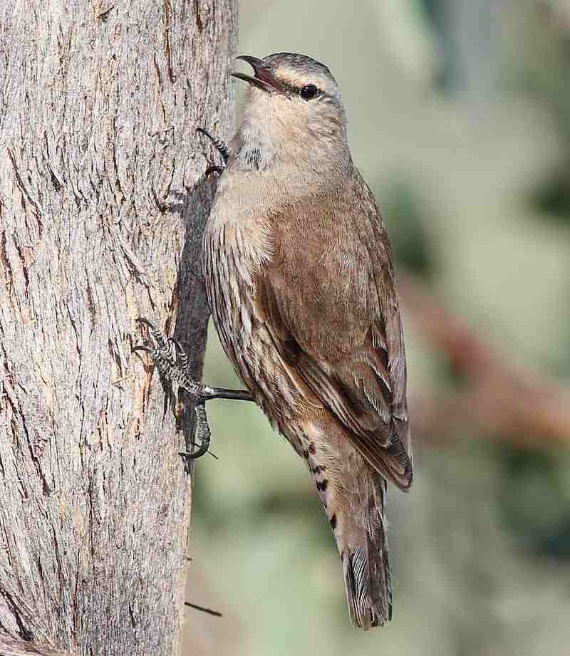 �ֶ�����ľȸ��ͼƬ