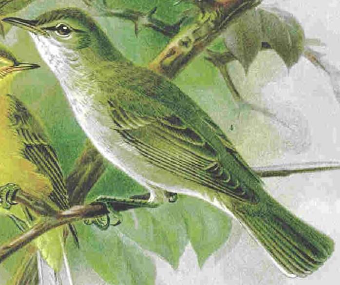 �����ݺ��ͼƬ