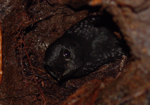 ��β�����ͼƬ