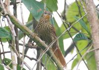 ������βȸ��ͼƬ