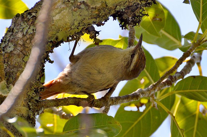 �ƶ���βȸ��ͼƬ