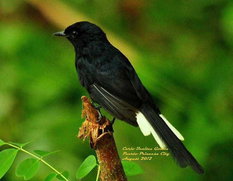 ����ȵ��ͼƬ