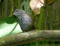 ����έ����