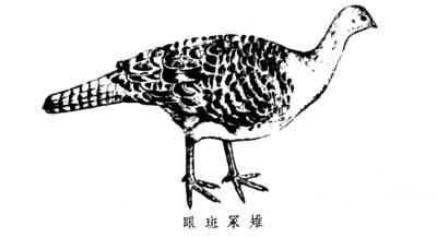 ڣ����