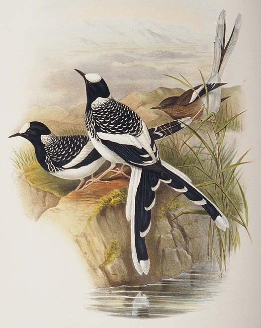 �߱���β��ͼƬ