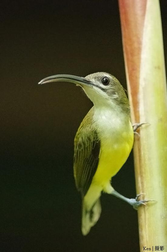 ���첶����