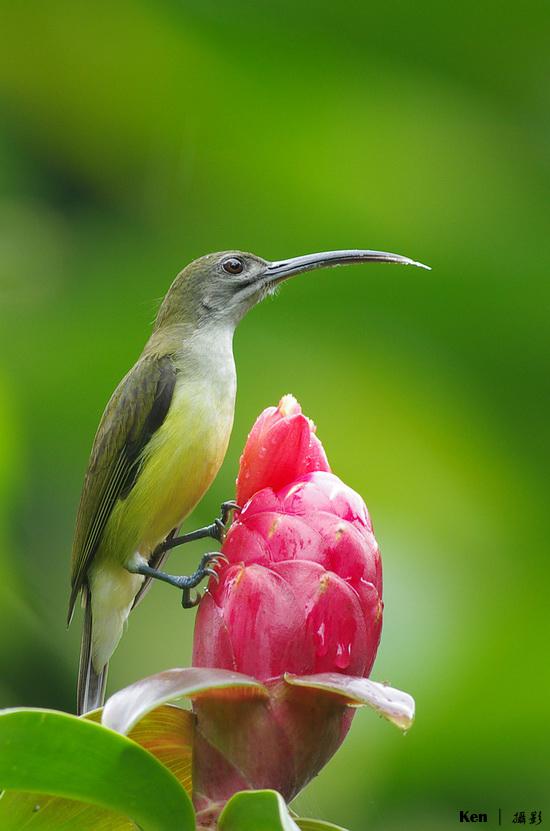 ���첶����
