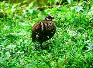 ����ɽ���