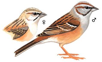 �������c����̬����ͼ