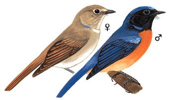 �ظ������l����̬����ͼ