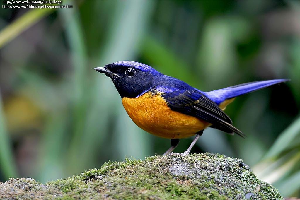 �ظ����l��ͼƬ