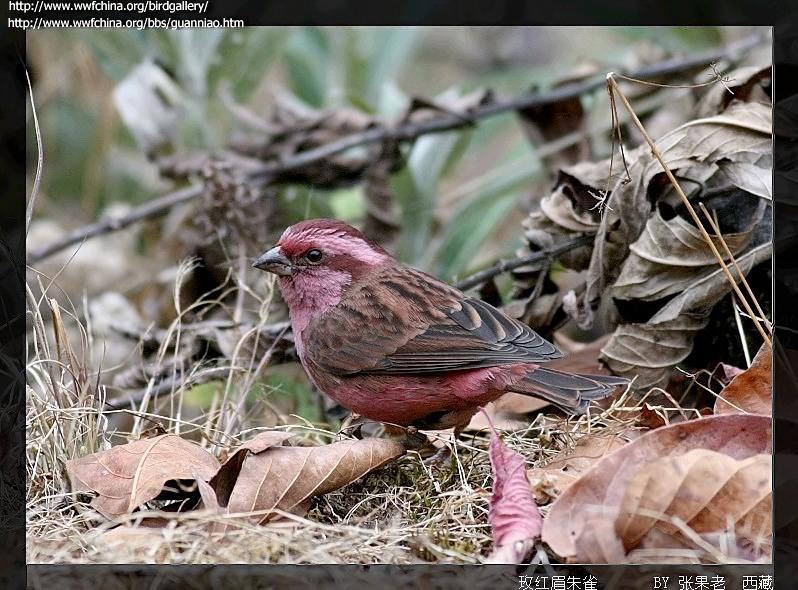 ��ü��ȸ��ͼƬ