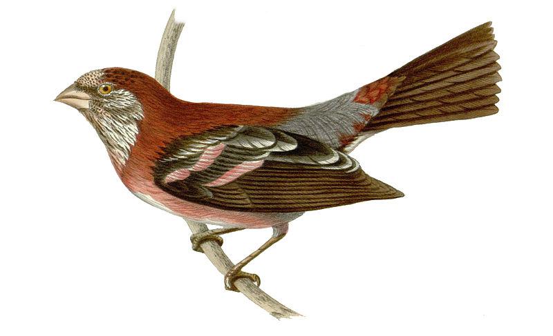 �߳���ȸ��ͼƬ