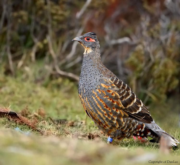 �Ĵ�����