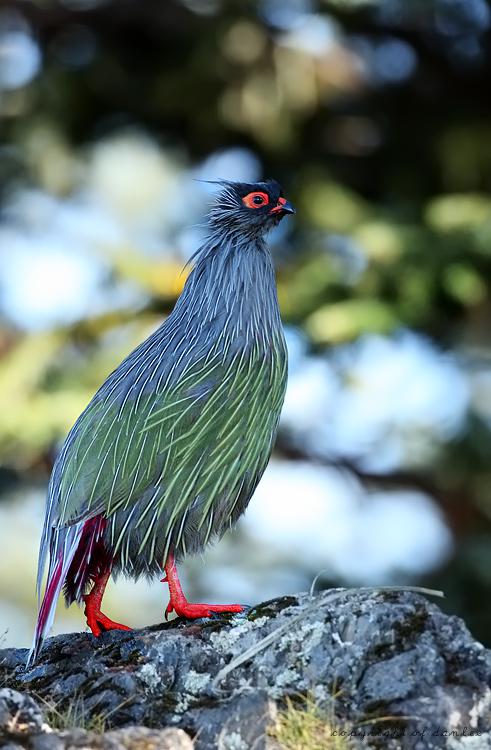 �Ĵ�����