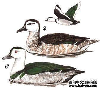 �����ͼ��