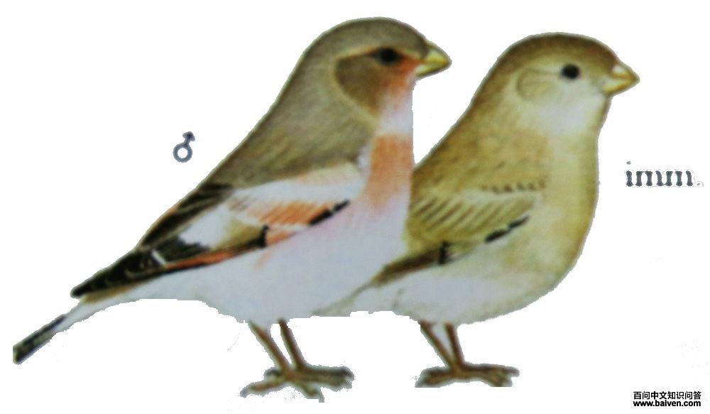 �ɹ�ɳȸ��ͼ��
