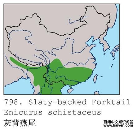 �ұ���β�ĵ����ֲ�ͼ