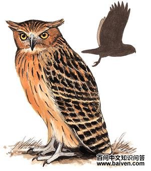 �ƽ����^��ͼ��