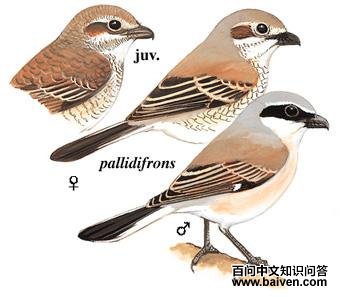 �챳���͵�ͼ��