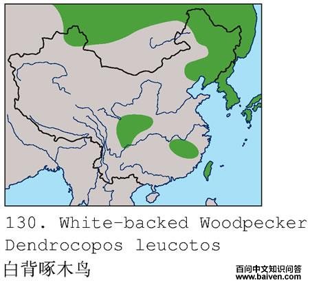 �ױ���ľ��ĵ����ֲ�ͼ