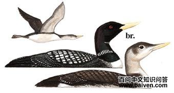 ����Ǳ���ͼ��