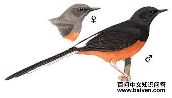 ����ȵ��ͼ��