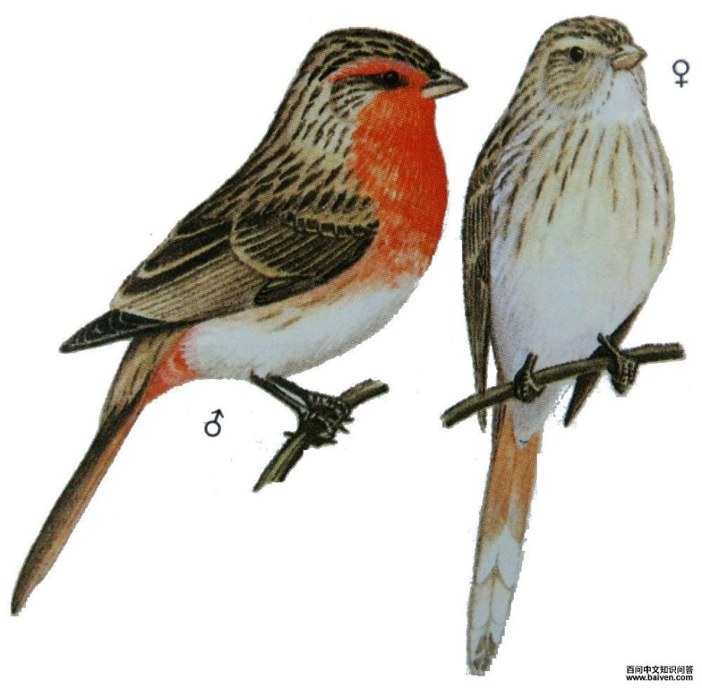 ���c��ͼ��