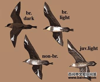 ����Ÿ��ͼ��